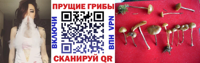 Псилоцибиновые грибы Psilocybine cubensis  Белогорск 